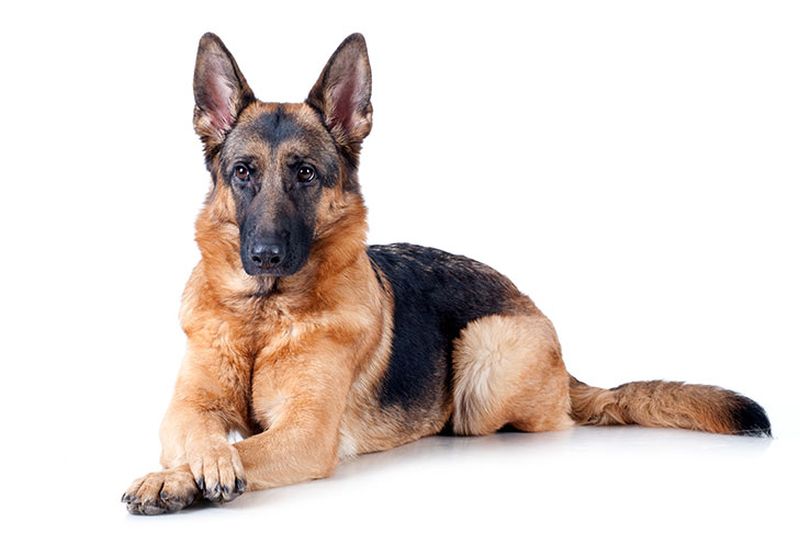 Most Popular Dog Breeds for Home in India