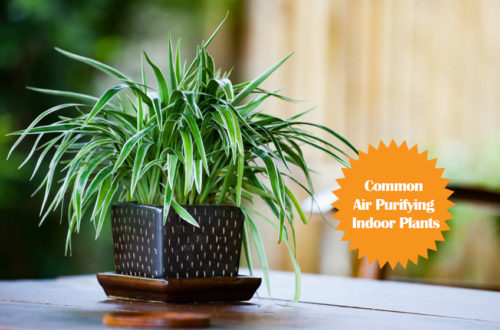5 Common Houseplants that You Might not Know are Air Purifiers