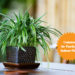 5 Common Houseplants that You Might not Know are Air Purifiers