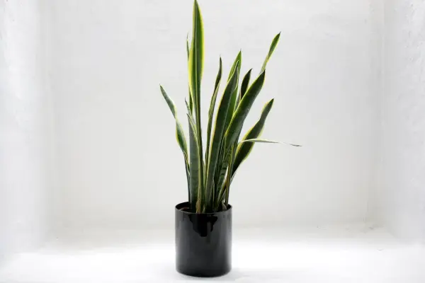 Best Houseplants that are Easy to Grow and Care For 