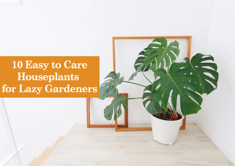 10 Best Low Maintenance Indoor Plants to Grow in India