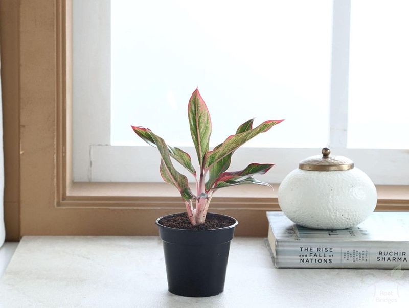 Aglaonema colored plant 