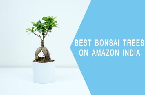 Best Bonsai Trees to Buy from Amazon India
