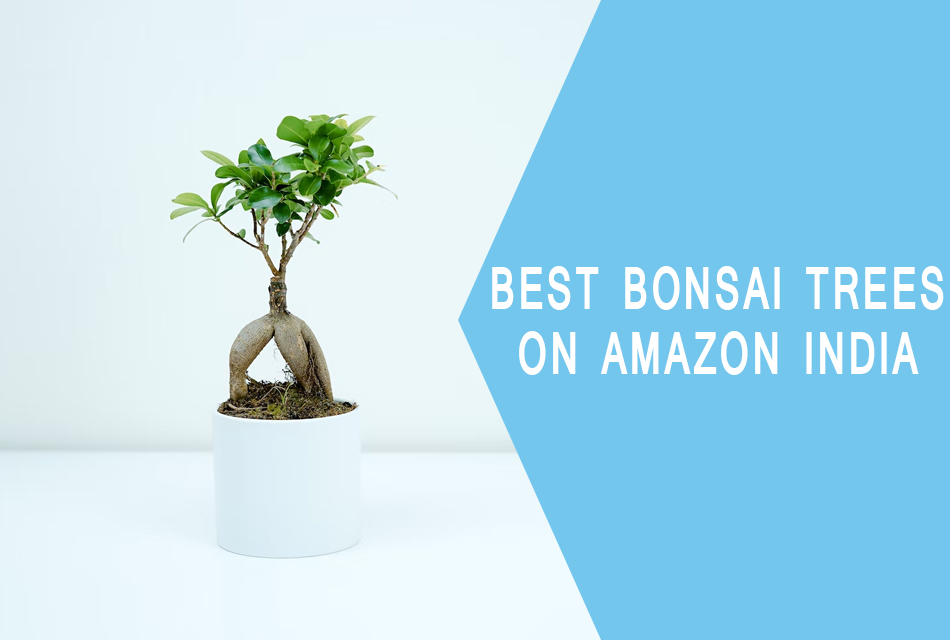 Best Bonsai Trees to Buy from Amazon India