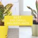 Best Indoor Plants with Colorful Leaves