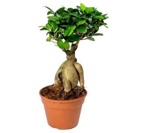 Creative Farmer Grafted Ficus Bonsai Tree