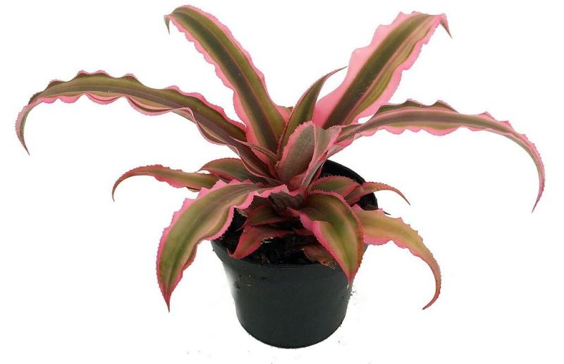 Cryptanthus indoor houseplant in pink color 