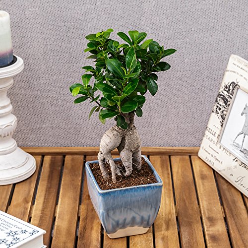 Exotic Green Ficus Microcarpa Bonsai Tree