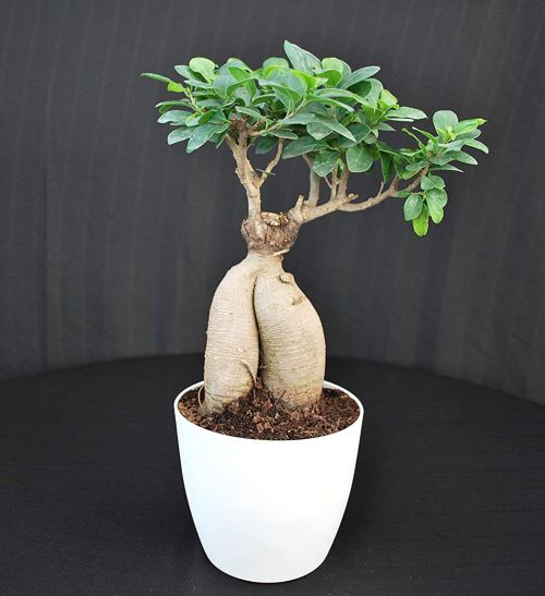 Ficus ginseng bonsai plant by BIRTHRIGHT