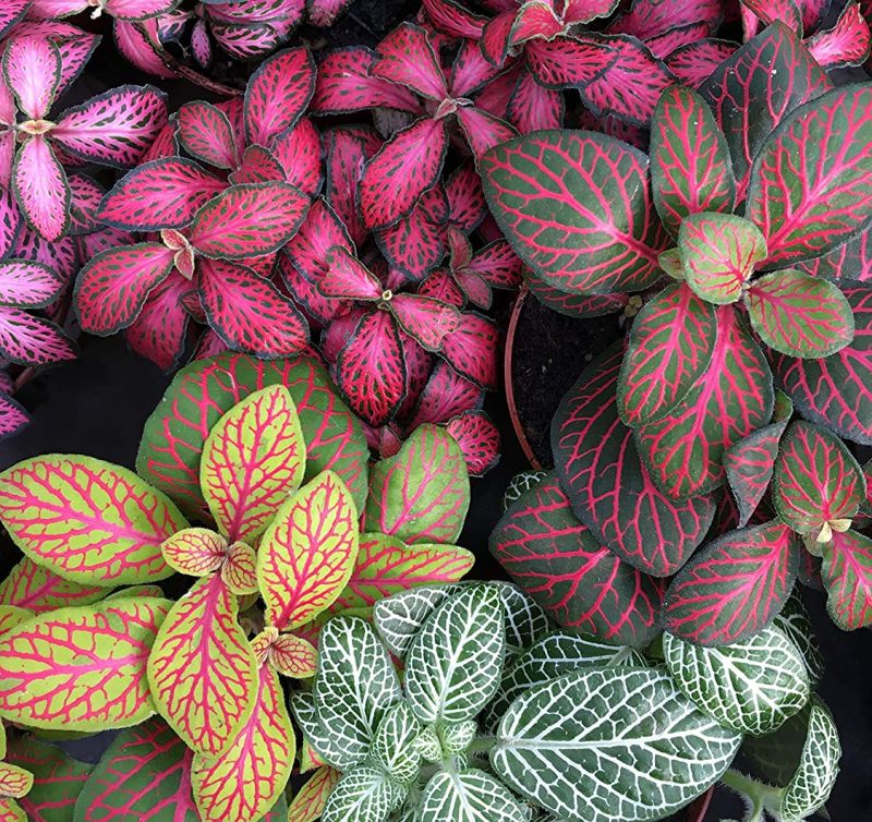 Fittonia-indoor-plant-with-pink-leaves