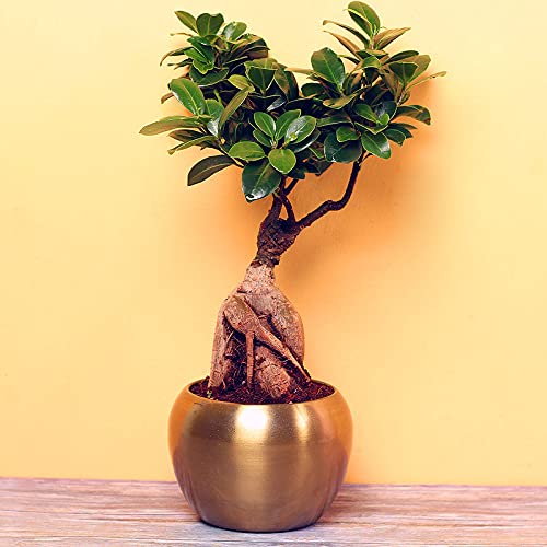 FlowerAura Ficus Microcarpa Bonsai Plant