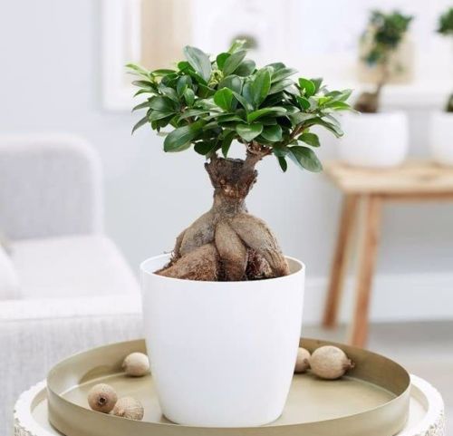 Garden Art Ficus Ginseng Bonsai Plant