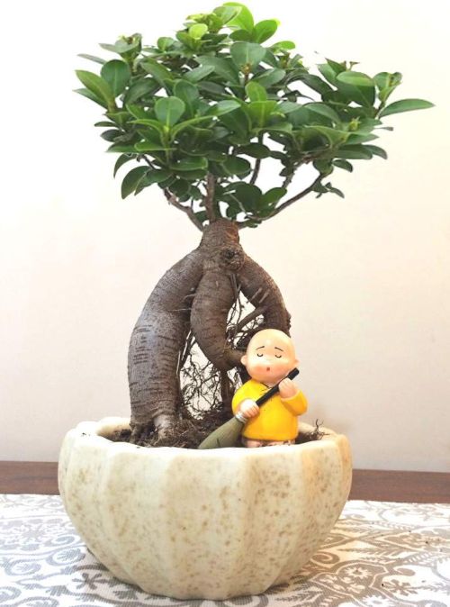 Grafted Ficus Bonsai by Abana Homes