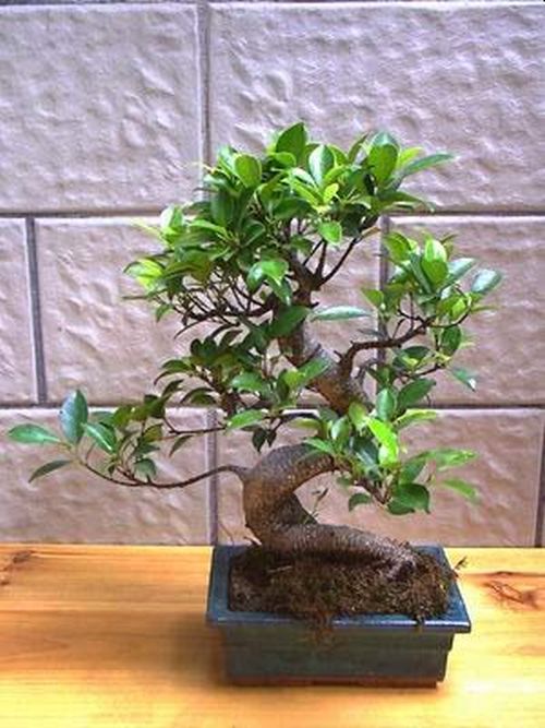 Green Paradise Ficus Microcarpa Bonsai Plant