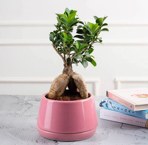 Nurturing Green Grafted Ficus Bonsai Live Plant