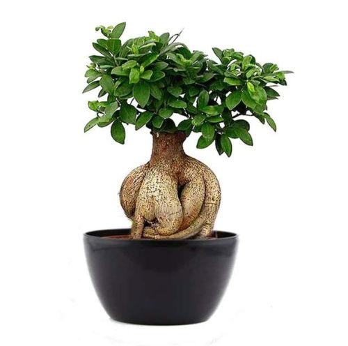 Parasbag Gardening Grafted Ficus Ginseng Indoor Bonsai Plant