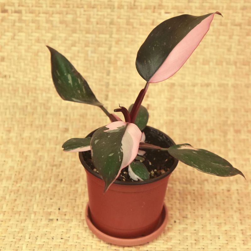 Pink princess philodendron colorful houseplant 