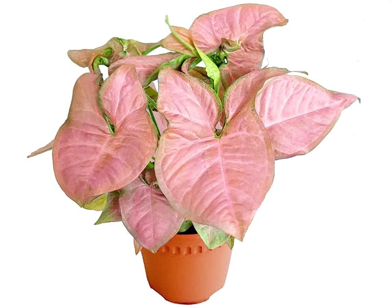 Syngonium houseplant with pink leaves 