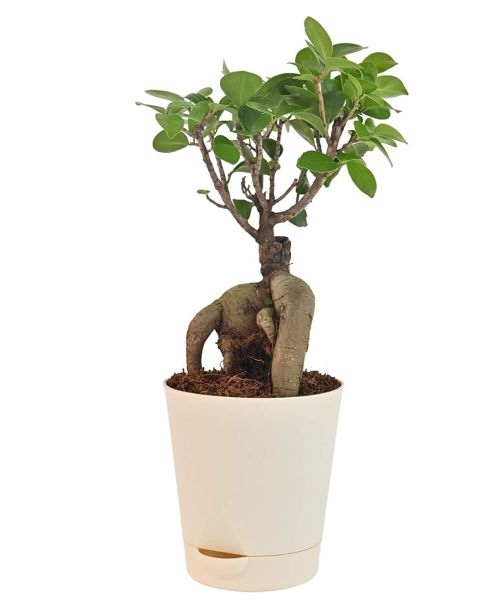 Ugaoo Ficus Bonsai Live Plant