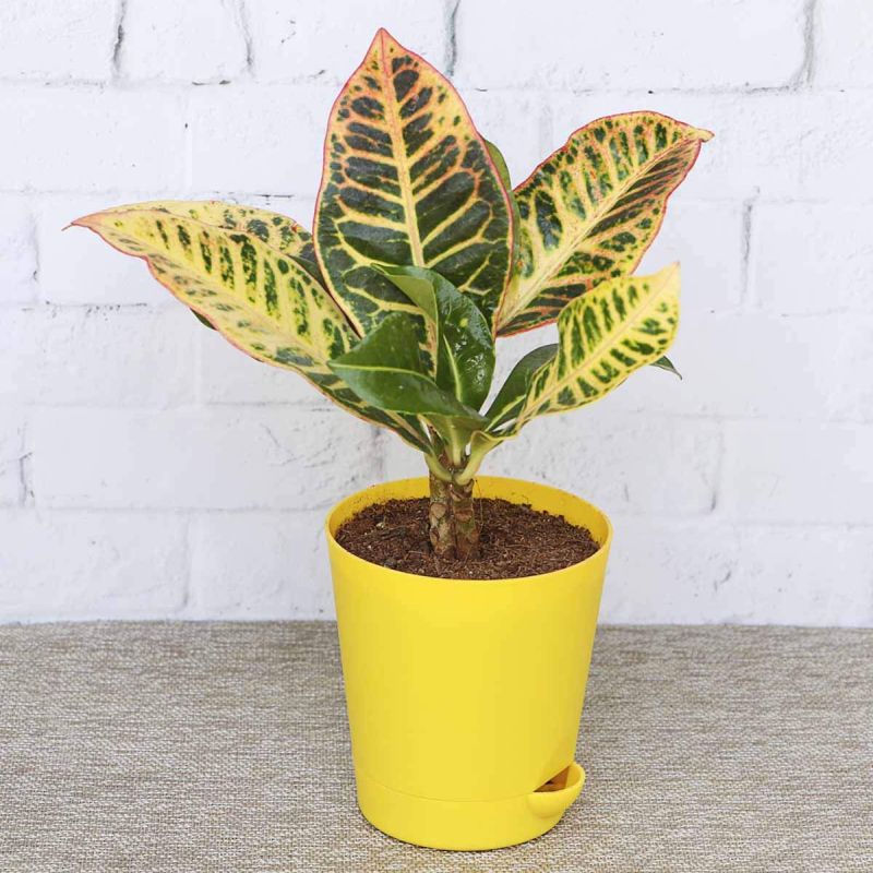 Croton houseplant with color leaves 