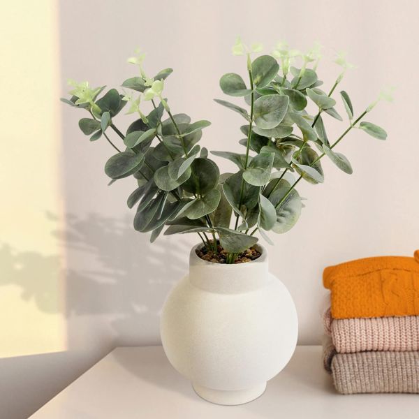 Eucalyptus Plant by Anko